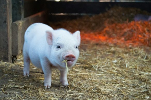 Animal Farm and the Politics of Power